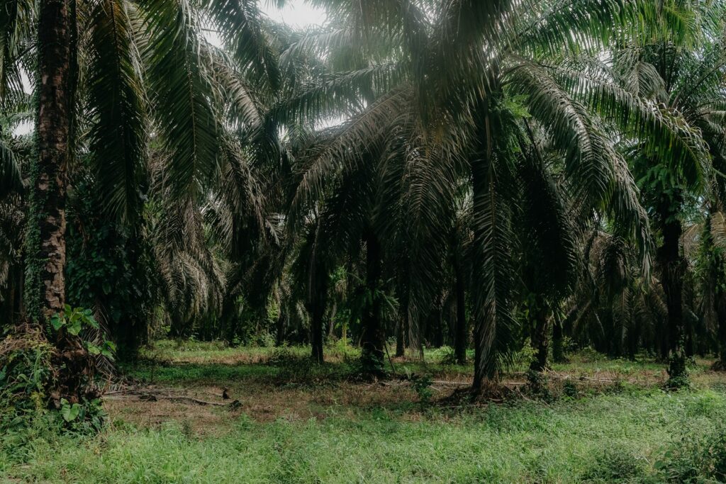 Perkebunan kelapa sawit, sumber bahan baku pabrik kelapa sawit (PKS)
